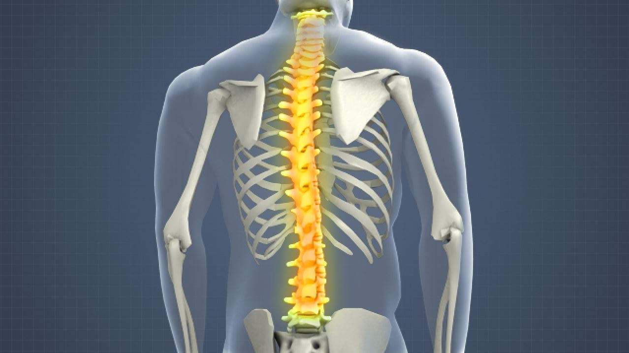 脊柱描述的3D渲染