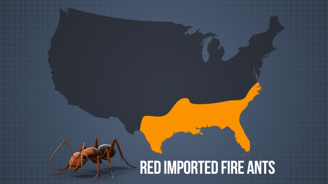 美国的主要区域是消防蚂蚁的关注是东南和西南。