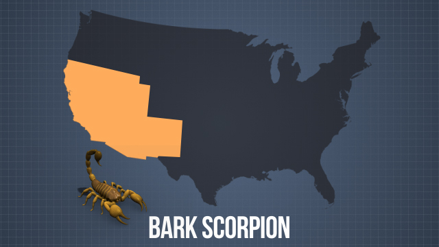 剧毒的树皮蝎会严重伤害甚至杀死一个健康的成年人;它们通常在西南部被发现。