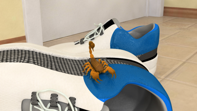 蝎子有时会爬进别人留下的鞋子或衣服里。