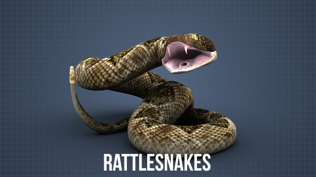 响尾蛇是美国一种有毒的蛇。其他种类包括水蛇、铜头蛇和珊瑚蛇。