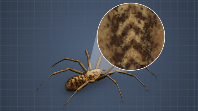 流浪汉蜘蛛通常是棕色的，身体上有v形的斑点。