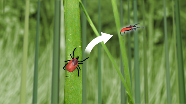 蜱虫生活在草地，可以跳到正在走路的人。