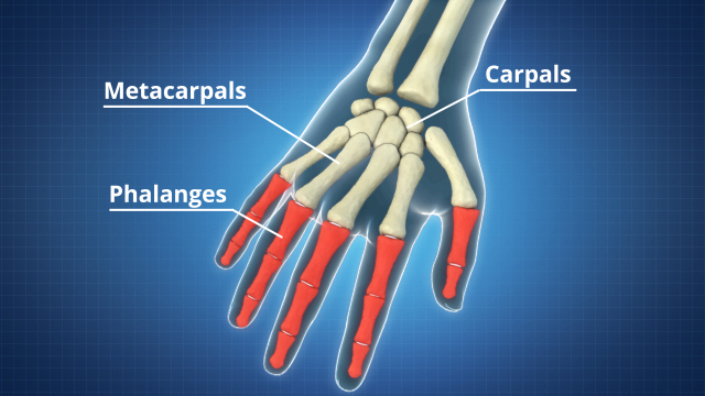 人类的手有27块骨头，包括腕骨、掌骨和趾骨