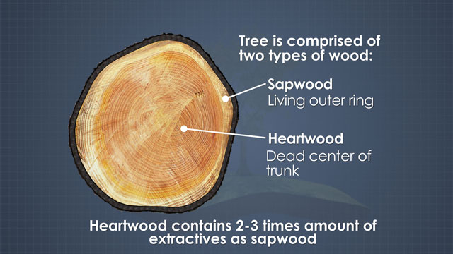 树木有两种木材。边材是活的外圈，而心材是死的、较暗的树中心。